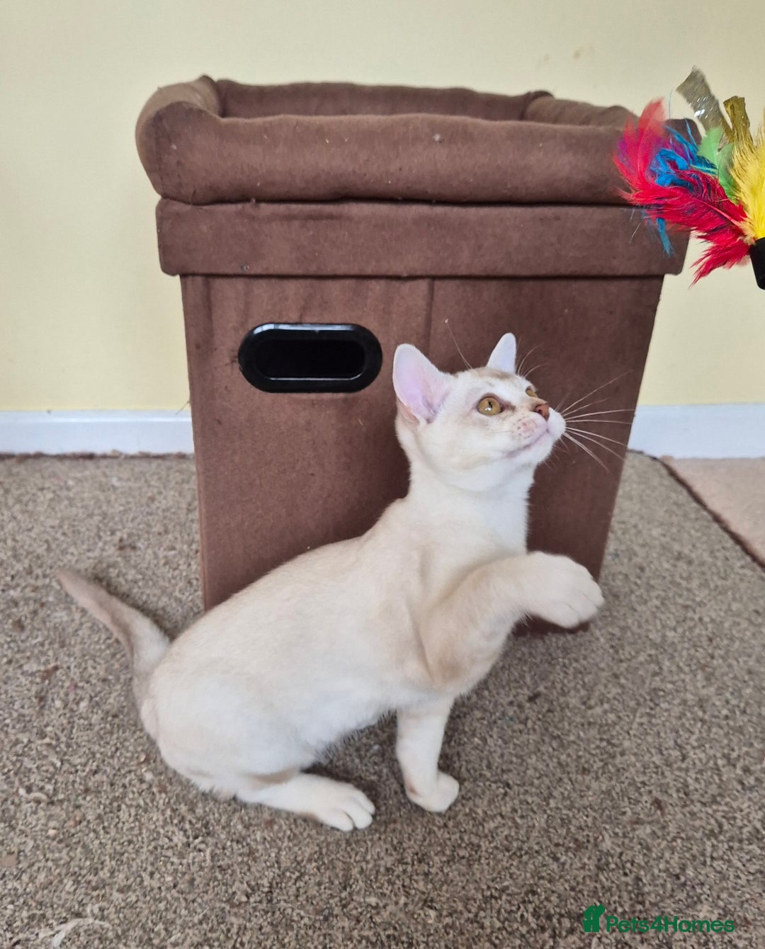 Burmilla cats for sale: Chocolate Silver Shaded Male Burmilla Kitten  - Image 5