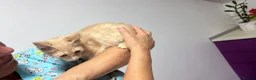 Mixed Breed cats for adoption: Rusty for adoption - Advert 4
