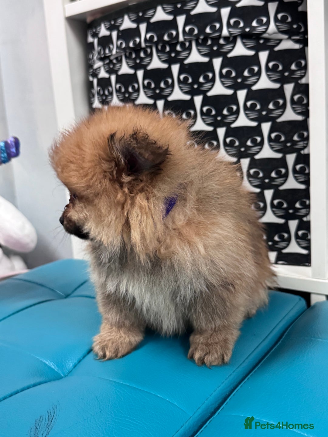 Pomeranian dogs for sale: FLUFFY POMERANIAN FOR SALE 🥰 - Advert 13
