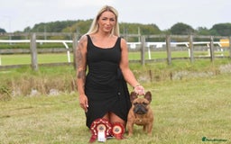French Bulldog dogs for stud: 💥3x Ch Rocky of Empire OB UK💥FBCE Silver Tested in Doncaster - Image 5
