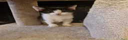 Mixed Breed cats for sale: Playful kittens looking for their furrever homes - Advert 11