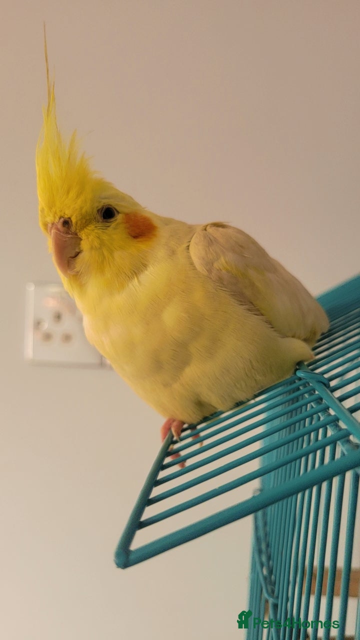 Cockatiels birds Cockateil - Advert 15