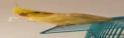 Cockatiels birds for sale: Cockateil in Lowestoft - Advert 1