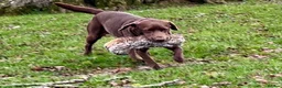 Labrador Retriever dogs for sale: Stunning KC Registered Labrador Puppies FTC Lines - Advert 8