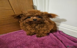 Toy Poodle dogs for sale: Female Asian Toy Poodle  - Image 4