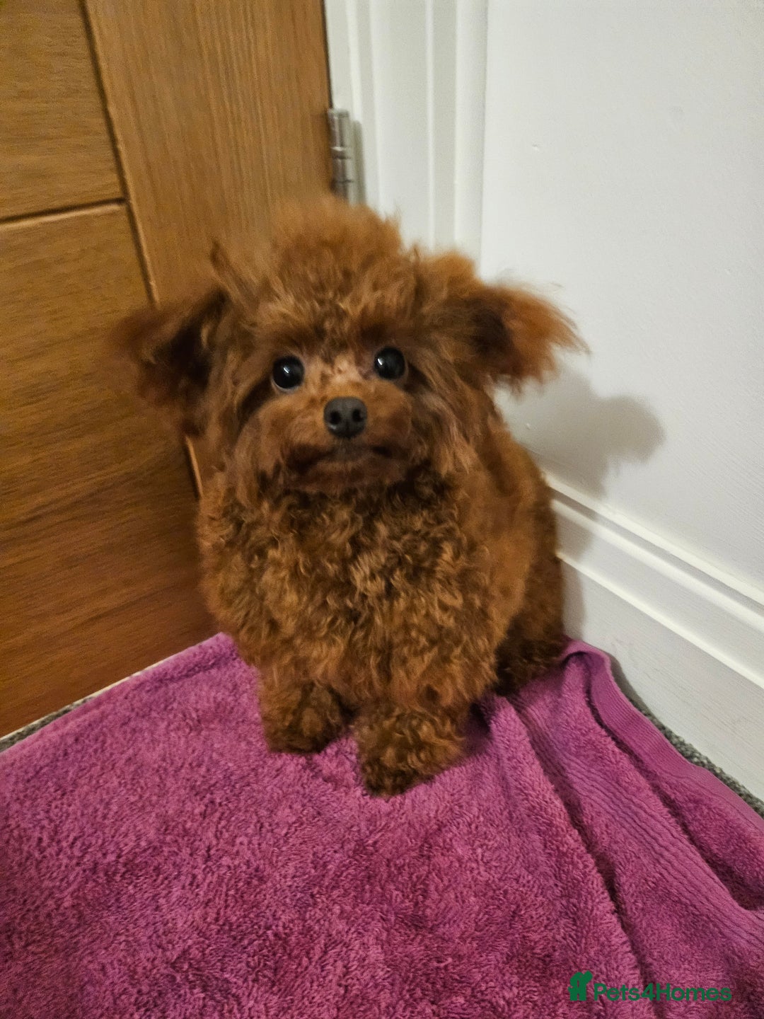 Toy Poodle dogs for sale: Female Asian Toy Poodle  - Image 4