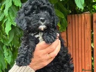 Cavapoo dogs for sale: Ready now, F1 Cavapoos, ETH tested parents - Advert 1
