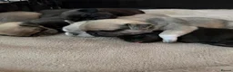 Pug dogs for sale: Beautiful Home-Reared Pug Puppies  Ready 25th June - Advert 8