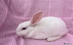 Rex rabbits for sale: Adult and babies  - Image 2