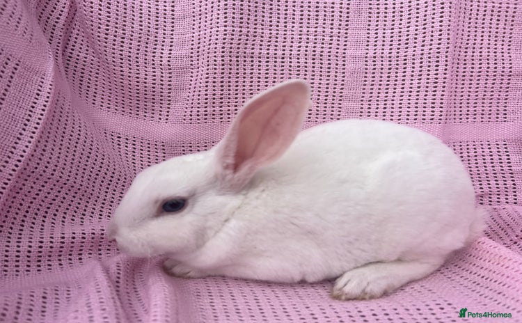 Rex rabbits - Advert 16