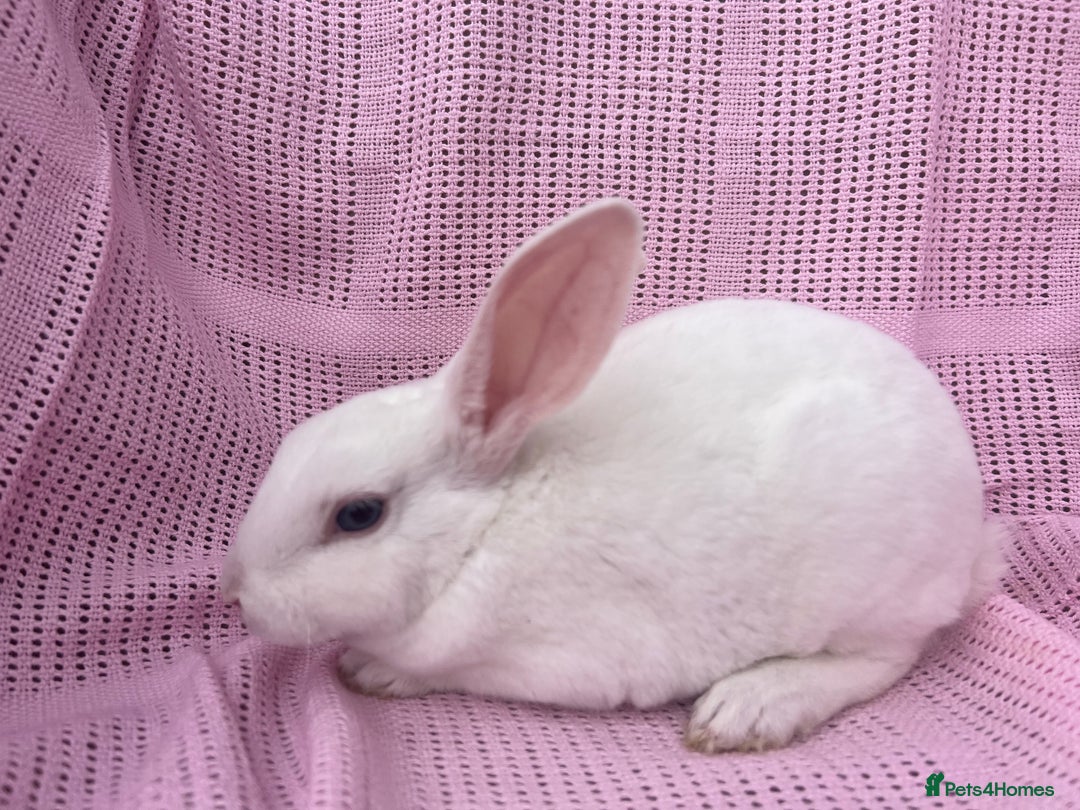 Rex rabbits for sale: Adult and babies  - Image 2