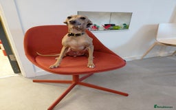 Italian Greyhound dogs for sale: Beautiful Pure Bred Italian Greyhounds - Image 7