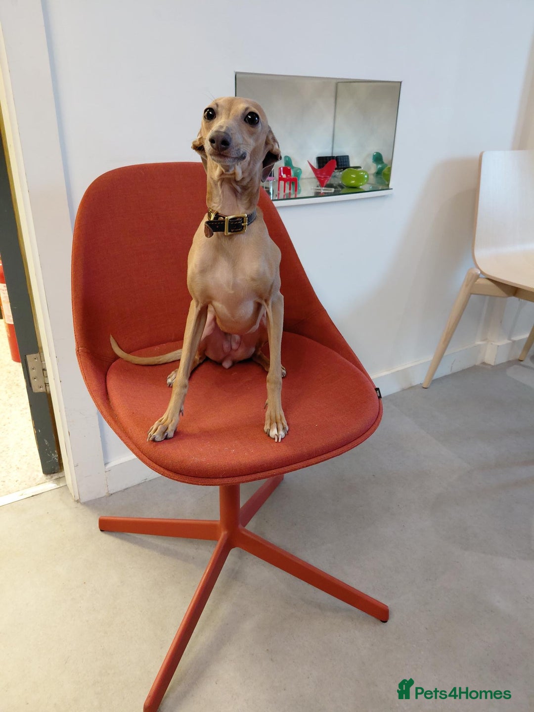 Italian Greyhound dogs for sale: Beautiful Pure Bred Italian Greyhounds - Image 7