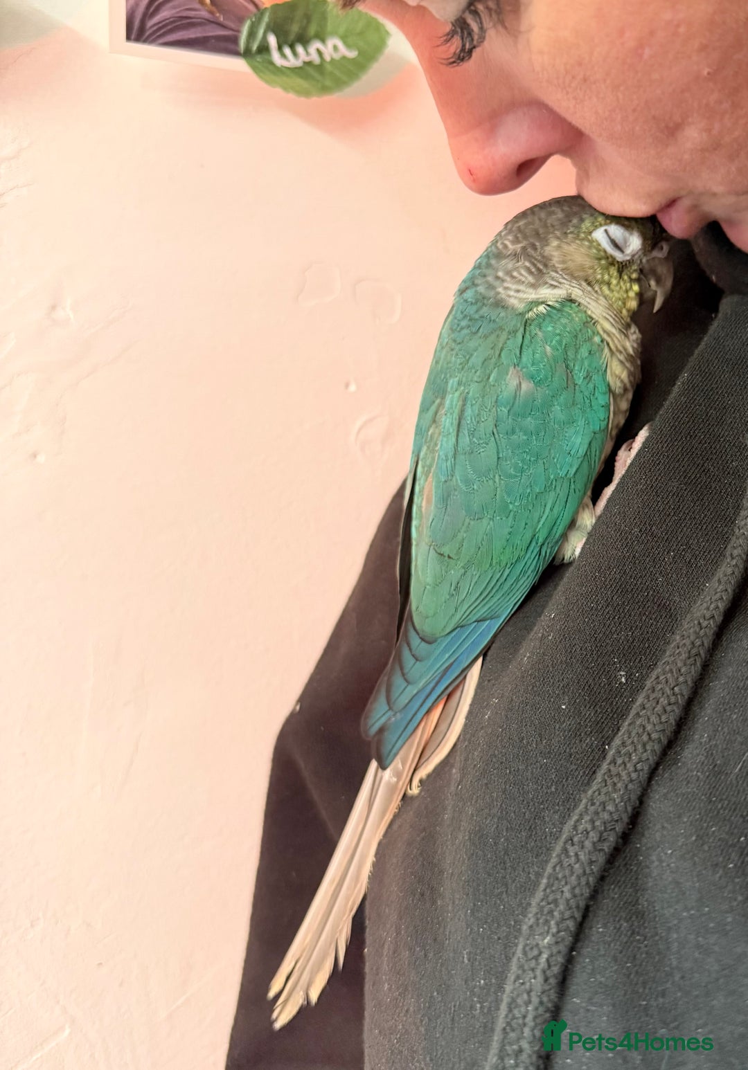 Conures birds for sale: Hand reared baby turquoise male conures,hand tame  - Image 2
