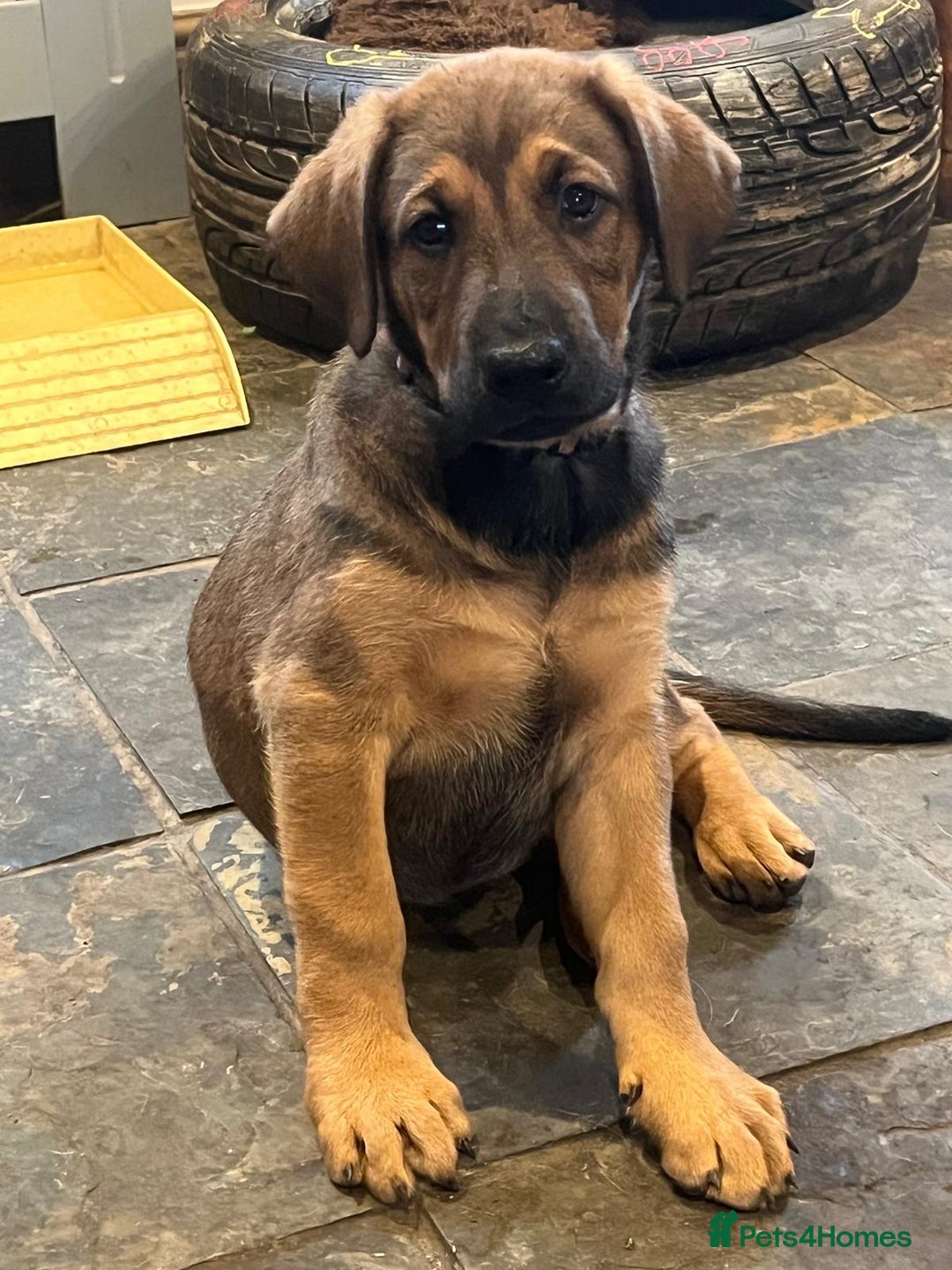 Mixed Breed dogs for sale: Belgian Malinois X Dobermann in Cheltenham - Image 32