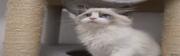 Ragdoll cats for sale: Champion Chunky Ragdoll Kittens-Famous R Bloodline - Advert 15