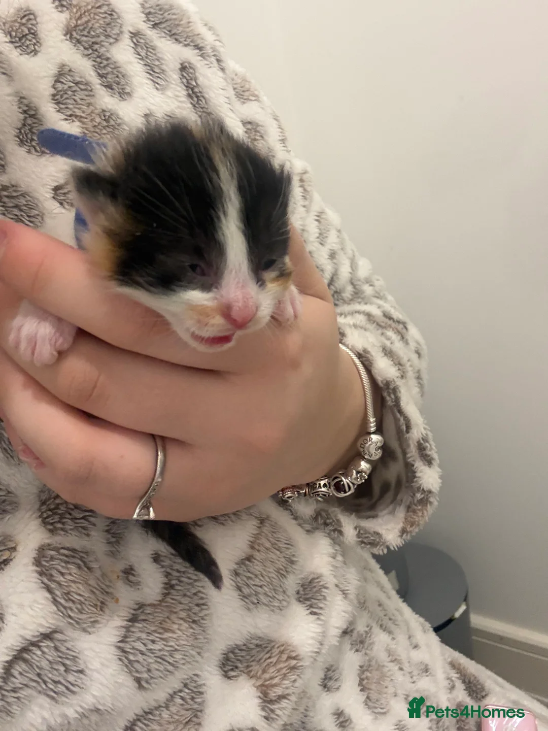 Mixed Breed cats for sale: 5 Beautiful Kittens  - Advert 7