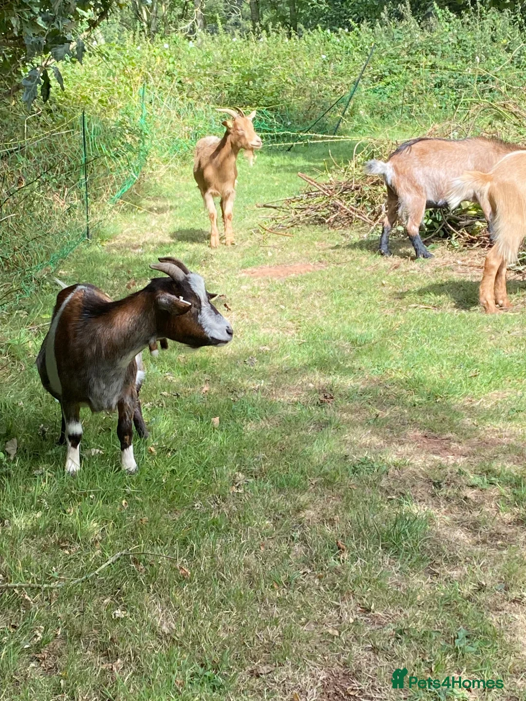 Goats livestock for sale: Goats for re home in Malvern - Advert 2