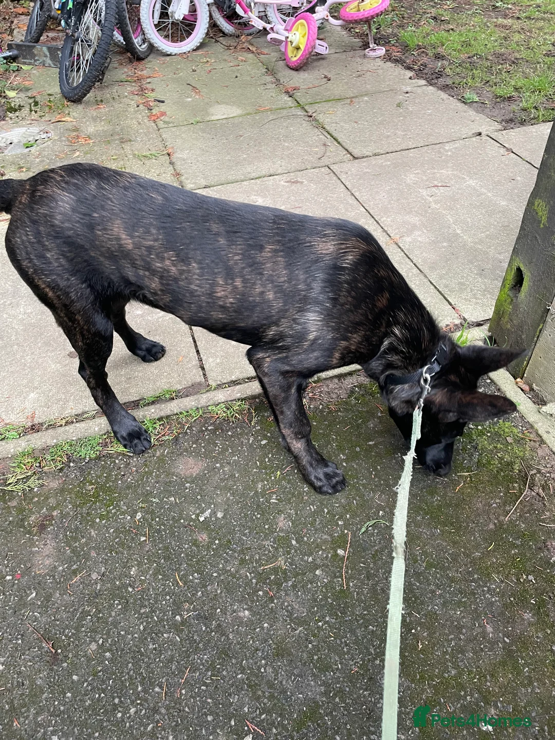 Mixed Breed dogs for sale: Belgium malinois x Dutch shepard - Advert 2