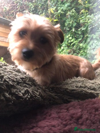 Chorkie dogs Chorkies - Advert 1