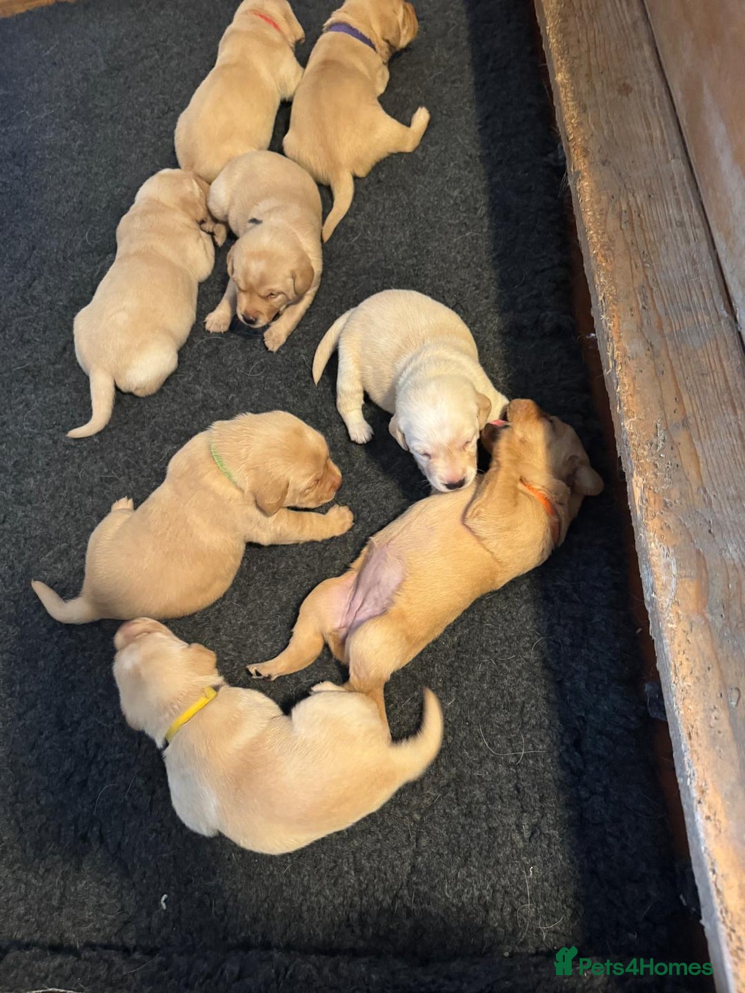 Labrador Retriever dogs for sale: Labrador Retrievers For Sale - Image 6
