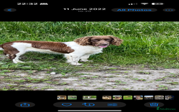 Sprocker dogs for sale: Sproker - Image 7
