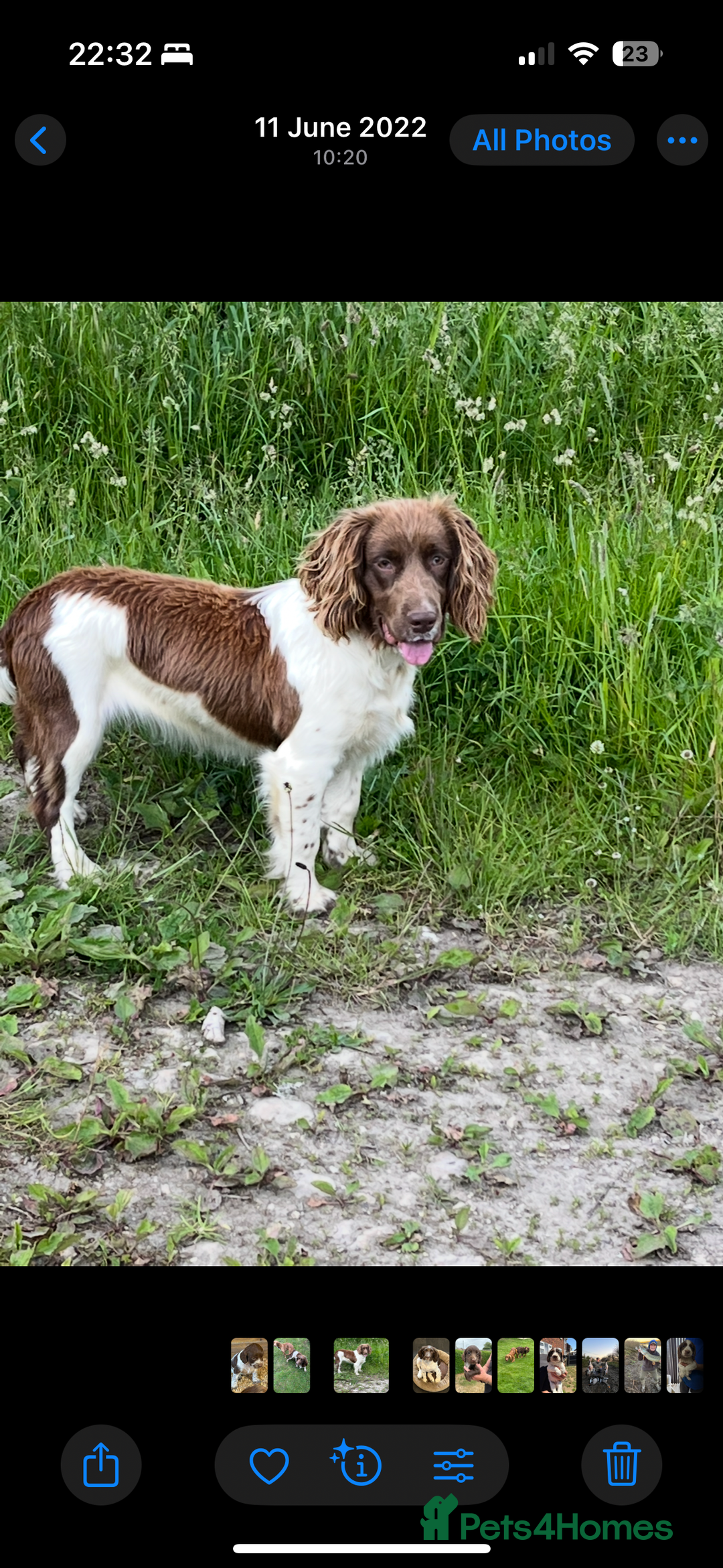 Sprocker dogs for sale: Sproker - Image 7