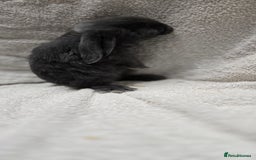 French Lop rabbits for sale: Beautiful French Lop Bunnies - Image 5