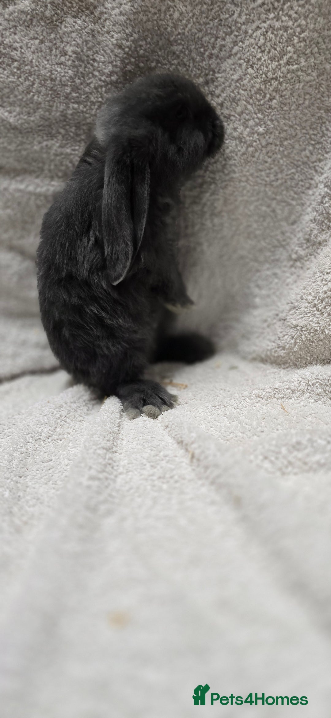 French Lop rabbits for sale: Beautiful French Lop Bunnies - Image 5