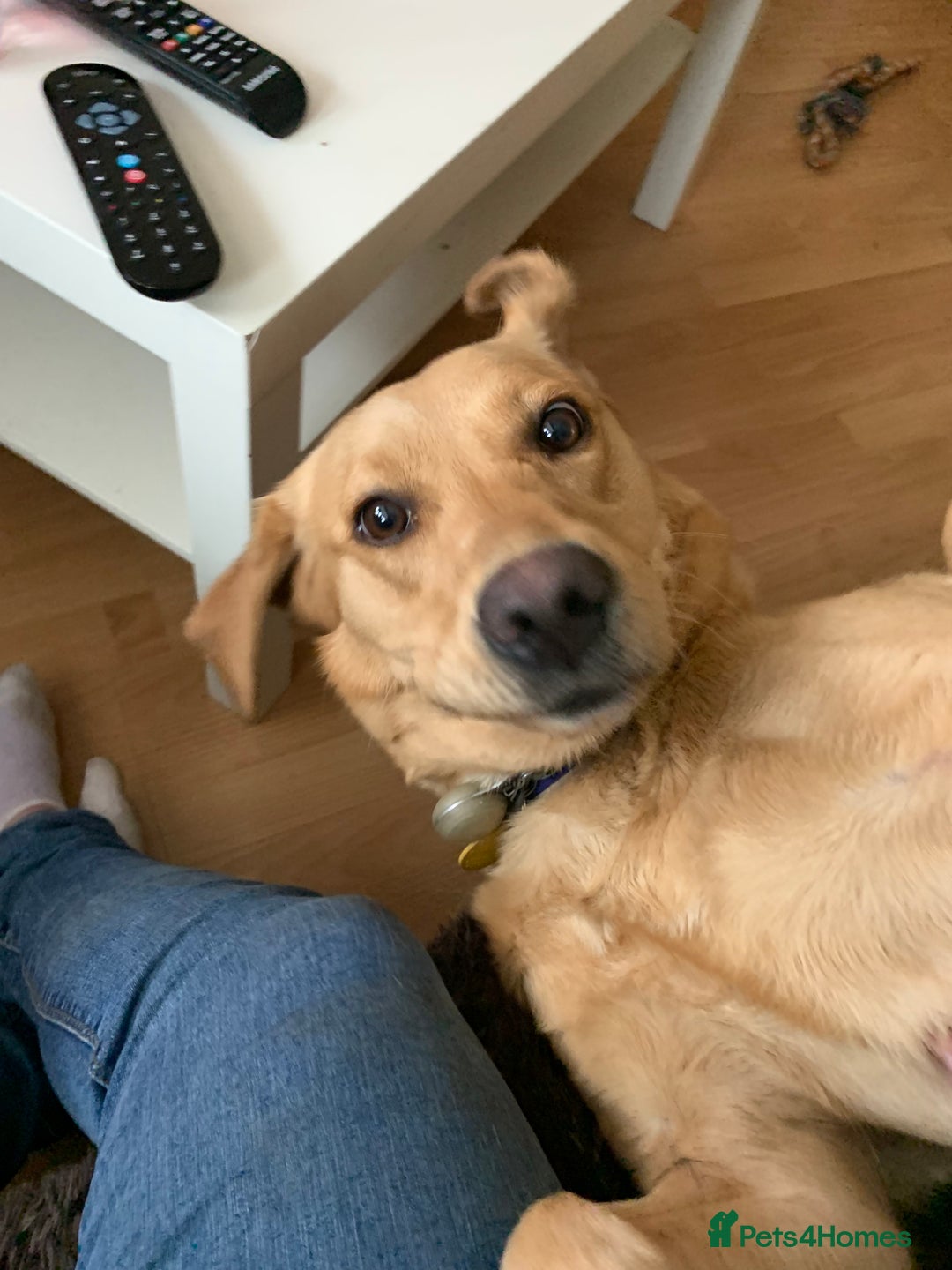 Labrador Retriever dogs for sale: Pedigree female Red Fox Labrador Retriever for  - Advert 14