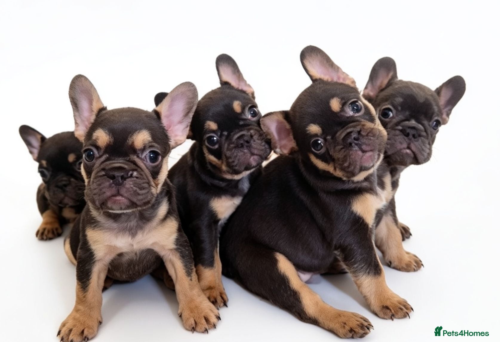 French Bulldog dogs ⭐️⭐️⭐️⭐️⭐️Coco&Nero⭐️⭐️⭐️⭐️⭐️ - Advert 1