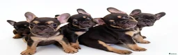 French Bulldog dogs for sale: ⭐️⭐️⭐️⭐️⭐️Coco&Nero⭐️⭐️⭐️⭐️⭐️ - Advert 1