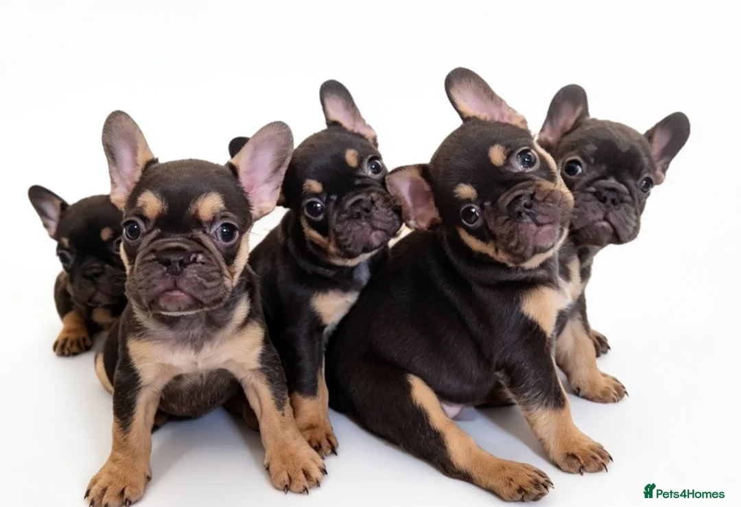 French Bulldog dogs for sale: ⭐️⭐️⭐️⭐️⭐️Coco&Nero⭐️⭐️⭐️⭐️⭐️ - Advert 1
