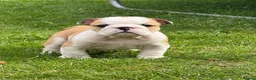 English Bulldog dogs for sale: ⭐️BULLDOG PUPPIES FROM BRITISHGOLD⭐️ - Advert 4