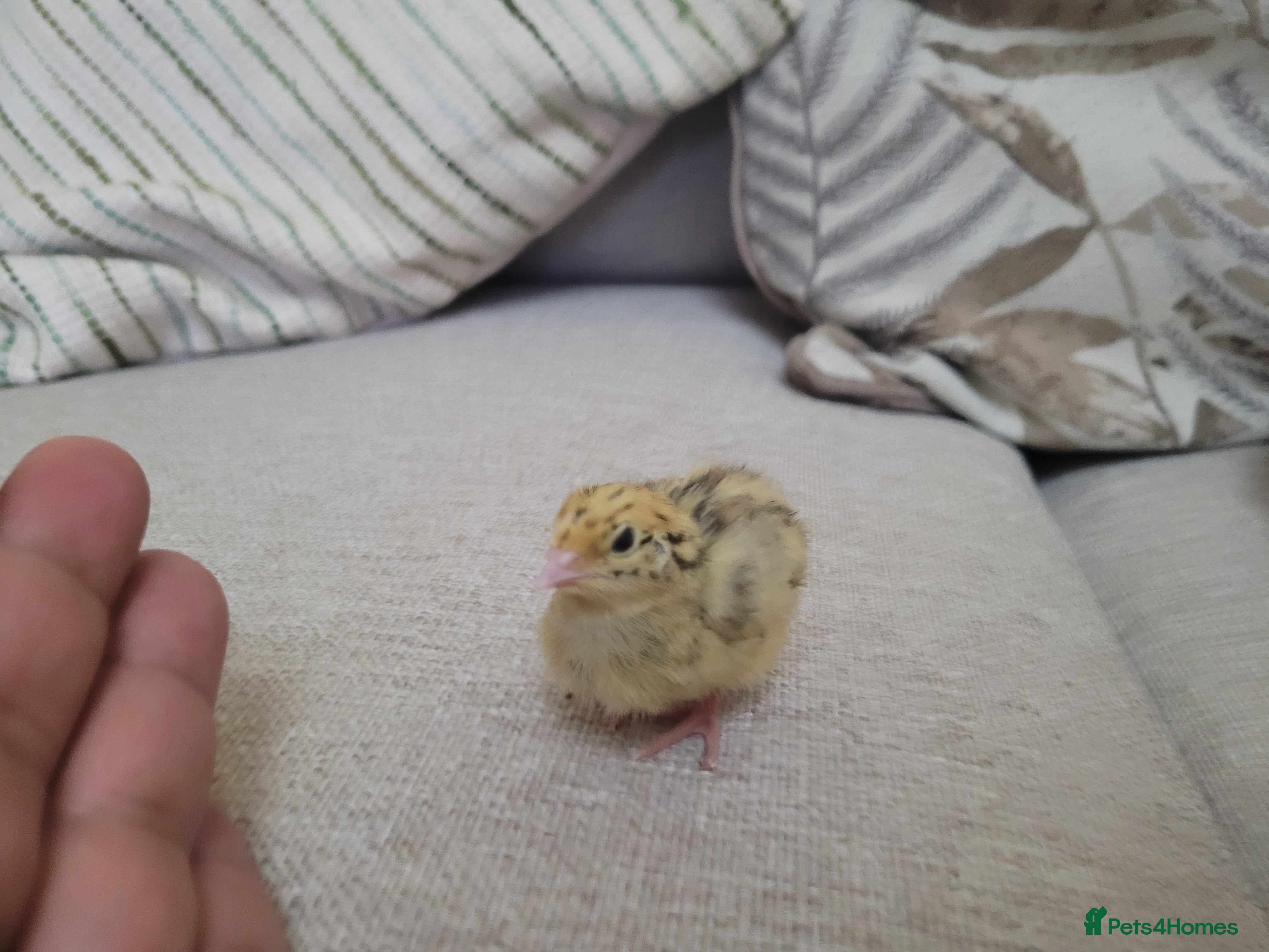 Quail poultry Quail chicks - Advert 1