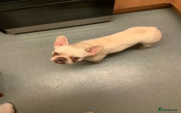 French Bulldog dogs for sale: Female white French bulldog 11 months old  - Image 3