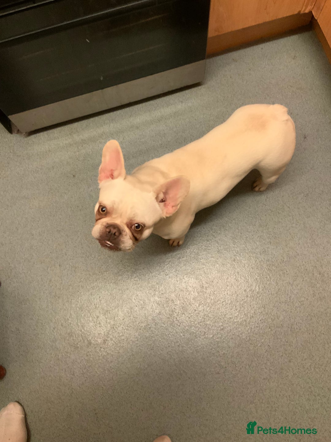French Bulldog dogs for sale: Female white French bulldog 11 months old  - Image 3