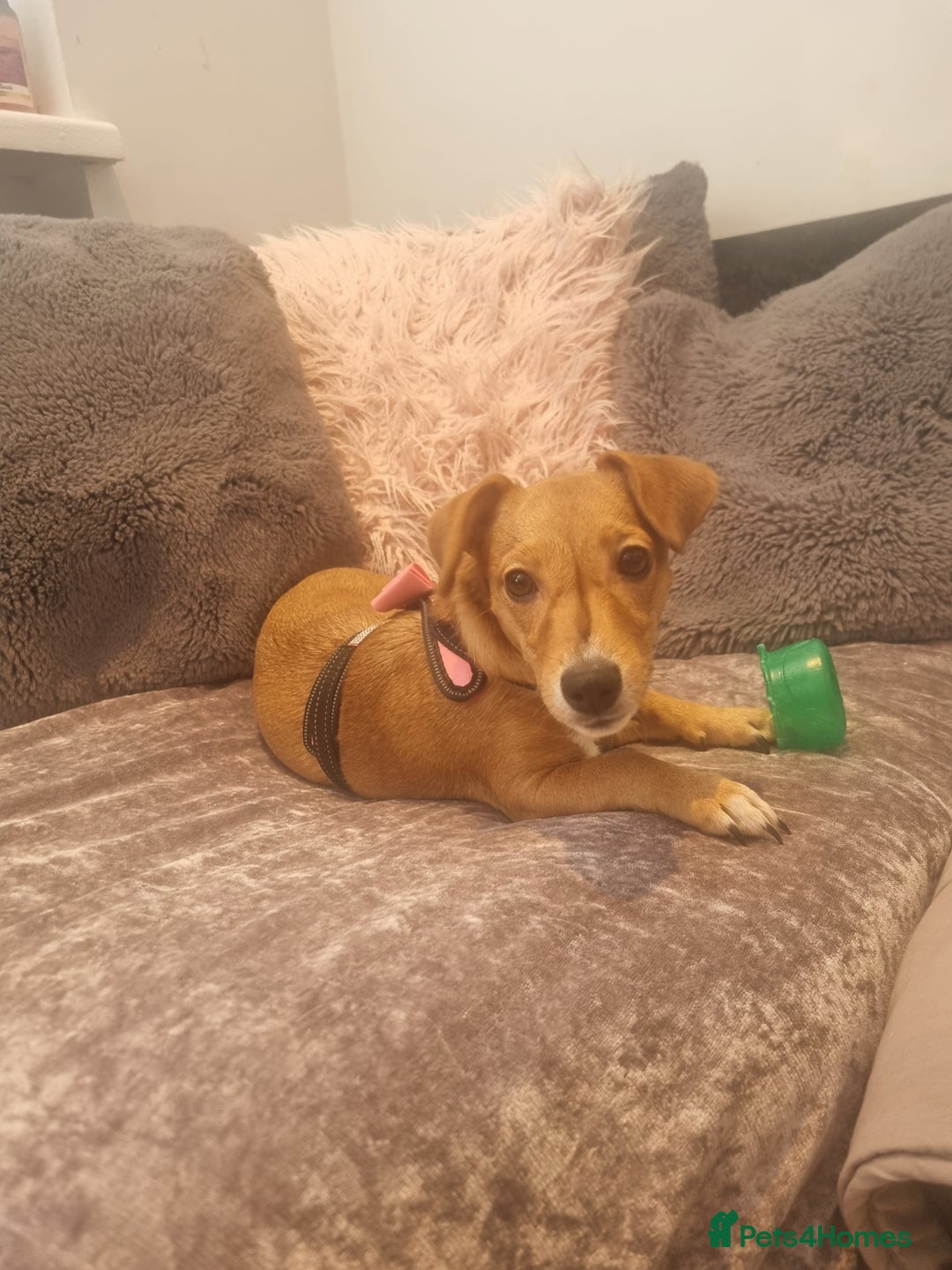 Mixed Breed dogs for sale: Jack Russell x dachshund  - Advert 3