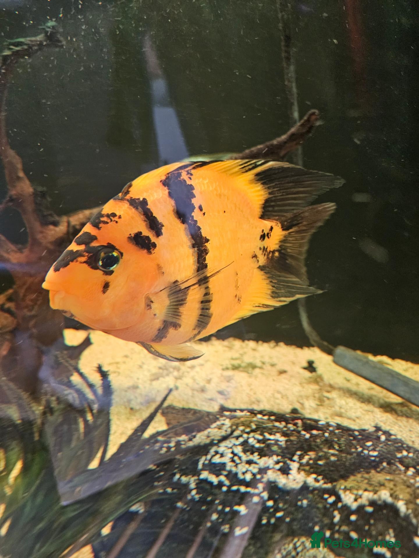 Cichlids fish Fish joblot  - Advert 2