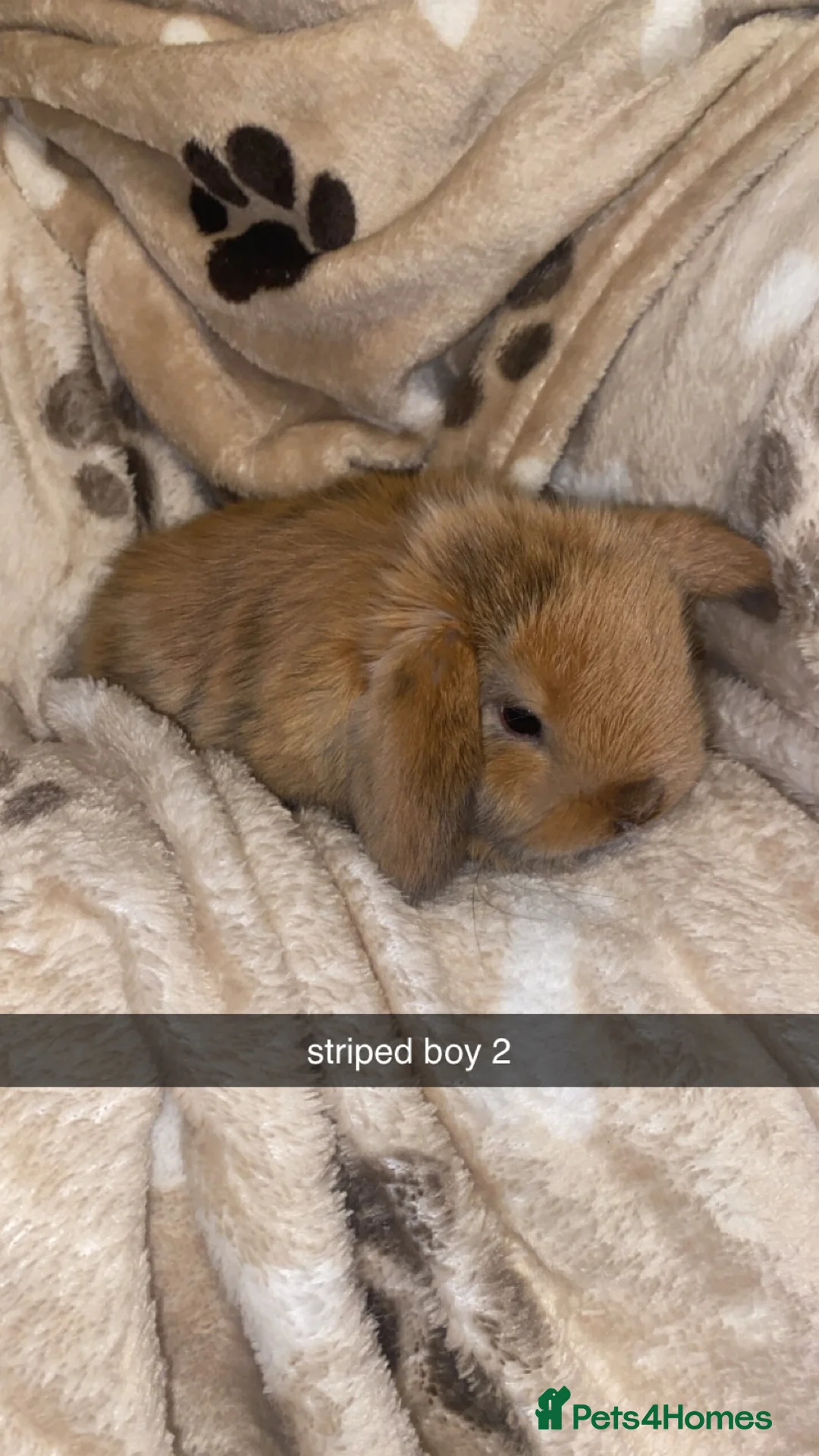 Mini Lop rabbits for sale: Mini Lop Babies Ready To Reserve  - Advert 4