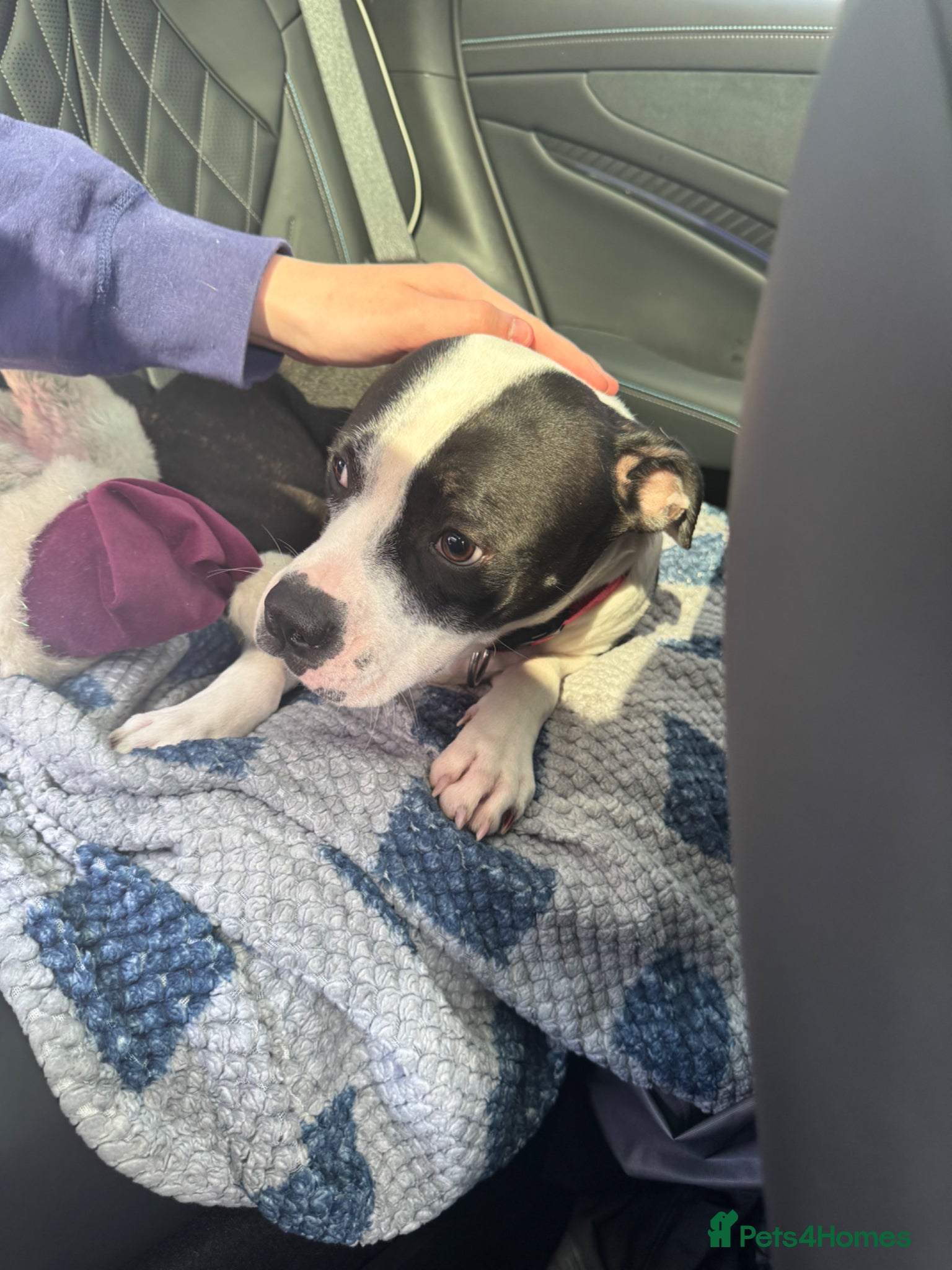 Mixed Breed dogs Staffy bully cross - Advert 3