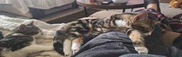 Mixed Breed cats for sale: Minnie and Stanley  in Poulton-le-Fylde - Advert 3