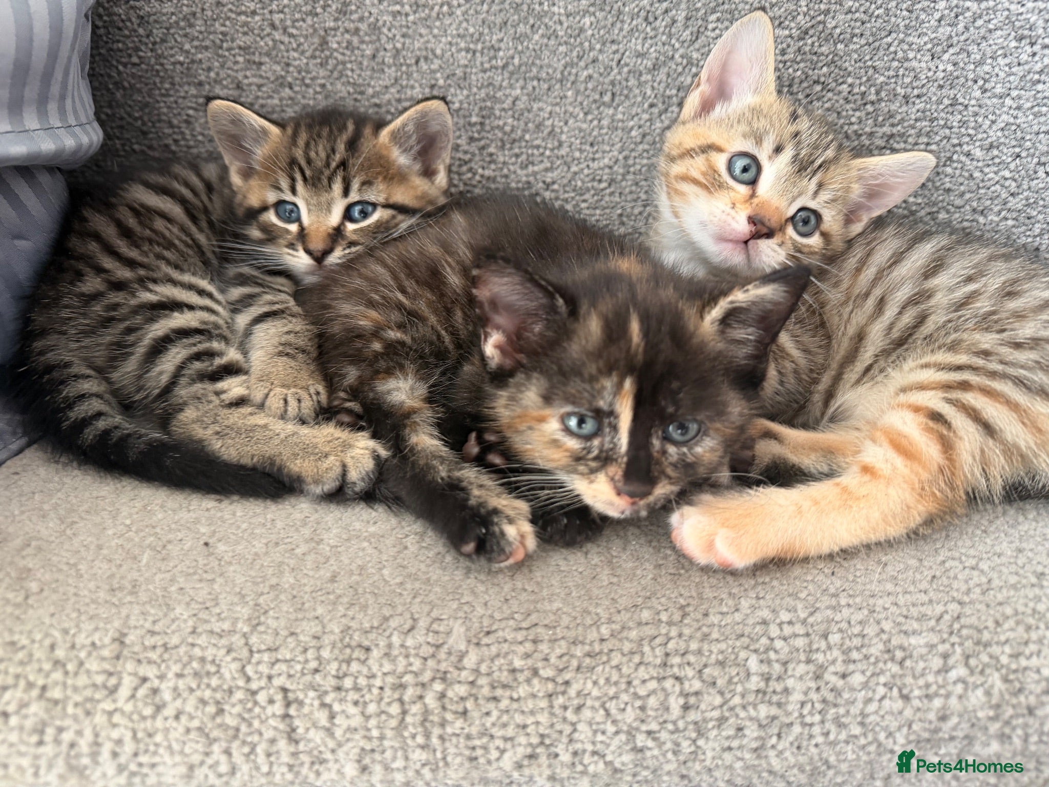 Mixed Breed cats 3 kittens available now - Advert 6