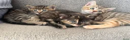 Mixed Breed cats for sale: 3 kittens available now - Advert 1