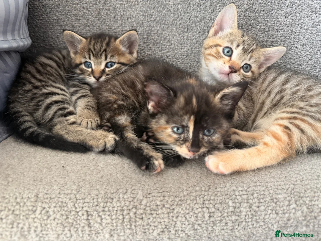 Mixed Breed cats for sale: 3 kittens available now - Advert 1