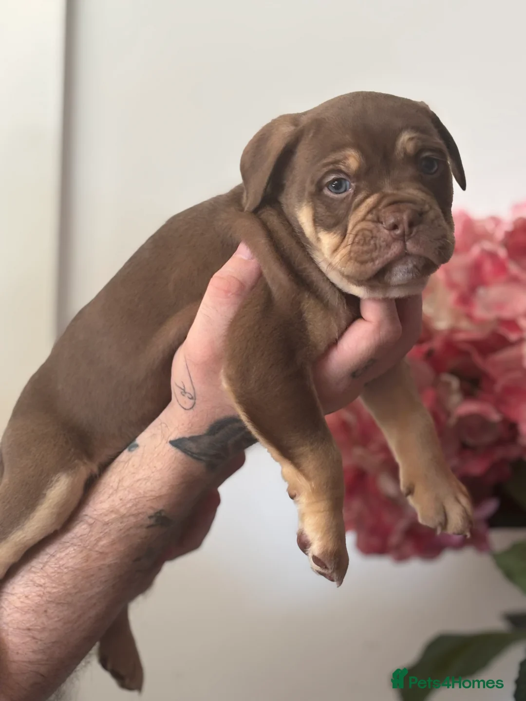 Mixed Breed dogs for sale: Beautiful litter  - Advert 21