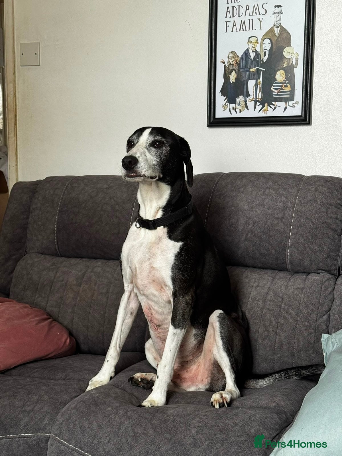 Mixed Breed dogs Skinner - Advert 9