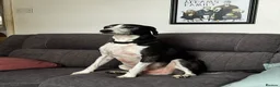 Mixed Breed dogs for sale: Skinner in Maidstone - Advert 1