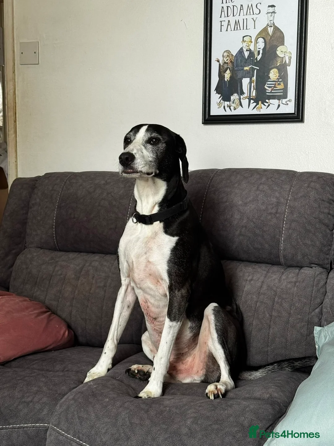 Mixed Breed dogs for sale: Skinner in Maidstone - Advert 1