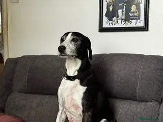 Mixed Breed dogs Skinner - Advert 1